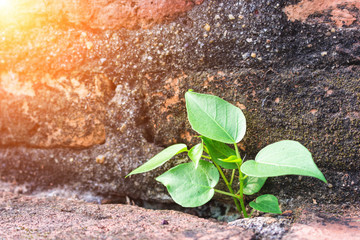 small trees made of spring seed in nature illustrate the ecology in the garden of life in the new world with a better environment..Life concept
