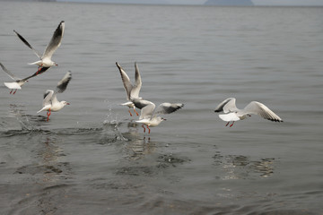 琵琶湖、湖畔のユリカモメの飛び立ち