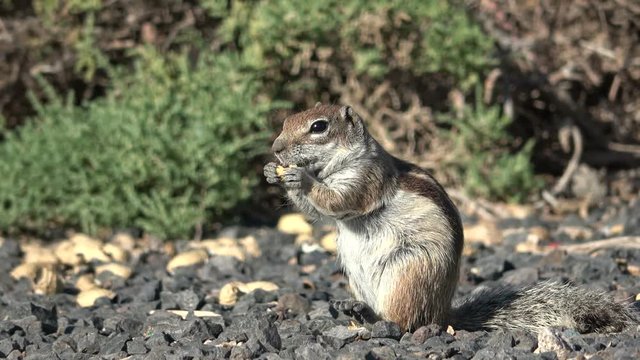 Atlash&ouml;rnchen, Atlantoxerus getulus, H&ouml;rnchen, Felltier, Wildtier, Fuerteventura, Insel, Spanien, 4K