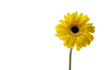 Beautiful gerbera flowers