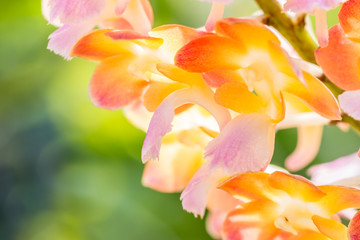 Colorful orchids, name: Rhynchorides Bangkok sunset.