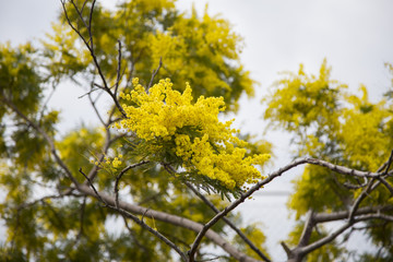 closeup of yellow flower called mimosa