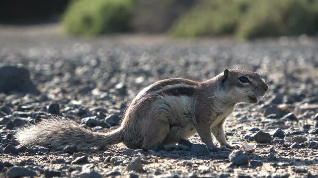 Atlash&ouml;rnchen, Atlantoxerus getulus, H&ouml;rnchen, Felltier, Wildtier, Fuerteventura, Insel, Spanien, 4K