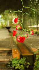 Rose and rose buds