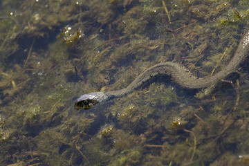 Couleuvre en chasse à la surface de l'eau