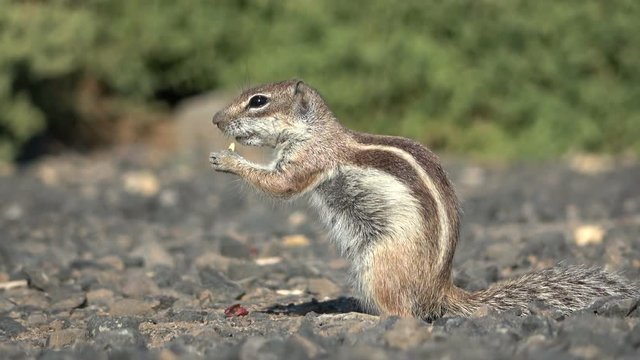 Atlash&ouml;rnchen, Atlantoxerus getulus, H&ouml;rnchen, Felltier, Wildtier, Fuerteventura, Insel, Spanien, 4K