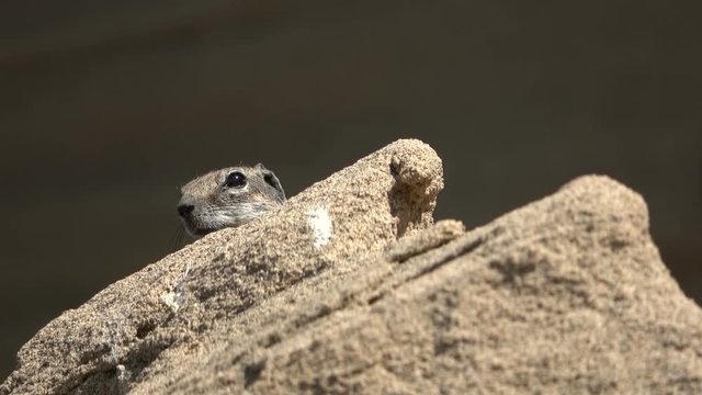 Atlash&ouml;rnchen, Atlantoxerus getulus, H&ouml;rnchen, Felltier, Wildtier, Fuerteventura, Insel, Spanien, 4K