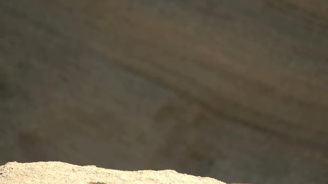 Atlash&ouml;rnchen, Atlantoxerus getulus, H&ouml;rnchen, Felltier, Wildtier, Fuerteventura, Insel, Spanien, 4K