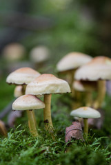 Mushrooms and fungi growing in the woodland 