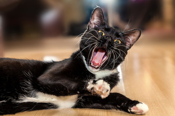 Зевающий черный кот, крупный план 