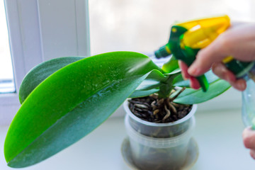 female hand spraying green leaves of moss orchid in a pot standing on window sill. House plant care concept