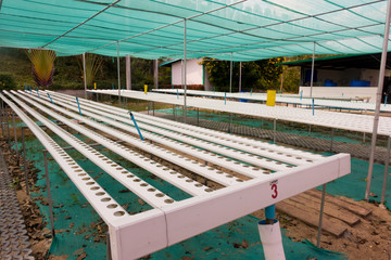 Organic hydroponic vegetable cultivation farm