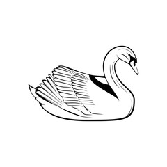 Hand drawn swan.  illustration isolated on white