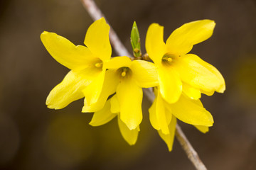 Beautiful Forsythia in spring time
