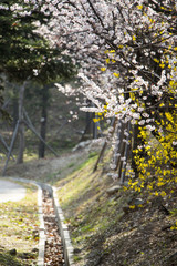 Beautiful cherry blossom in spring time