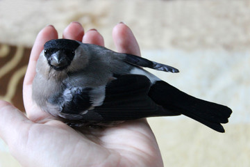 bird bullfinch on hand