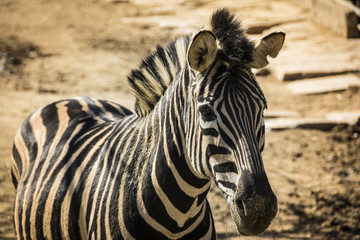 Fototapeta na wymiar Close-up portrait of a Chapman's zebra