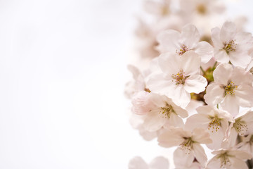 Beautiful cherry blossom in spring time