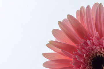 Beautiful gerbera flowers