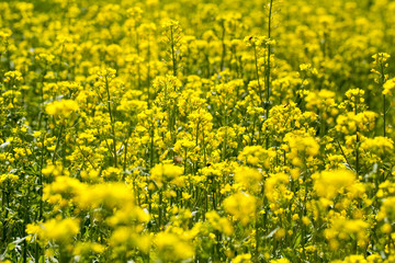 Obraz premium Beautiful Rape flowers in spring time