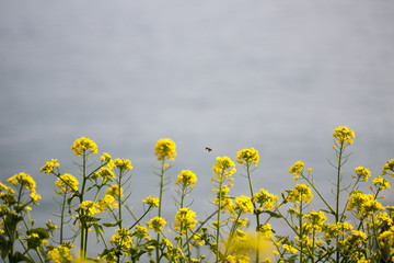 Fototapeta premium Beautiful Rape flowers in spring time