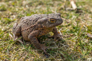 Frog in the grass