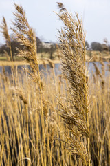 Reeds by the lake