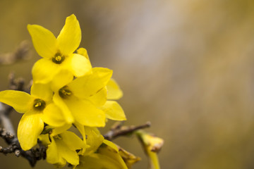 Beautiful Forsythia in spring time