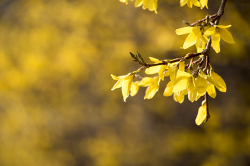 Beautiful Forsythia in spring time
