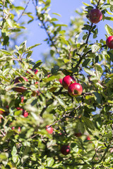 Apple tree