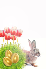 easter, rabbit, eggs