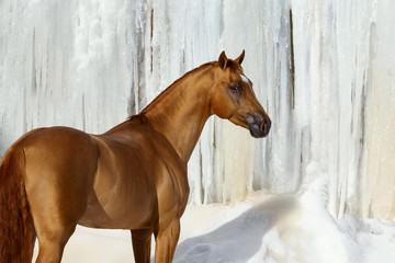 Red horse look back in winter on white iced snowy background isolated
