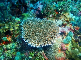 Stone coral