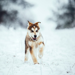 Beautiful puppy dog looking at the camera.Alaskan malamute portrait.