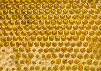 natural honey comb hexagonal texture, macro photo