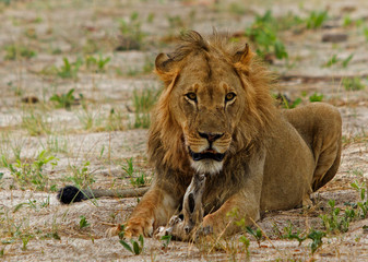 An old male lion (Panthera Leo) resting on the african plains.  The Lion looks a bit beaten up and  has a scruffy small mane.  Hwange National Park, Zimbabwe