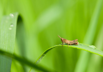 Hopper in grass