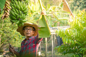 Asian farmer cut the banana in the garden
