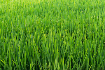 Rice field in countryside thailand