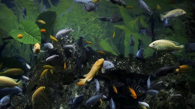 Colorful fishes swim in the large aquarium, freshwater fishes, underwater world, silent pets, aquariums hobby, aquariums at home
