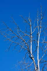 grey tree in the winter