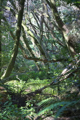 Fototapeta premium Trees in a jungle