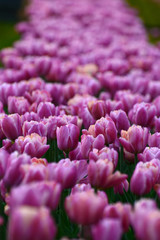 Obraz premium Spring flowerbed with tulips of the same color. Annual decoration.