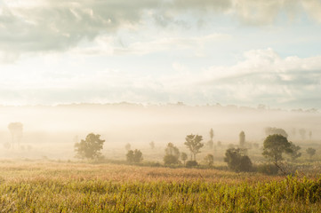 Scenery of grassland in the morning mist.