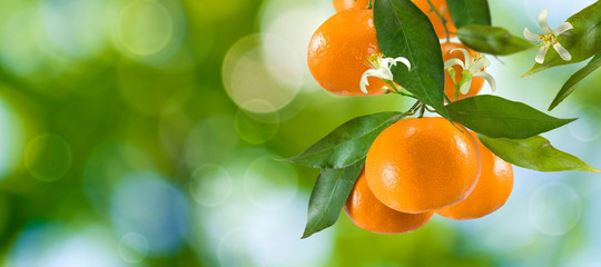  branch with tangerines in the garden on a green background