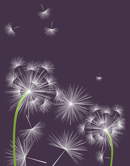 Flying dandelion seeds background design