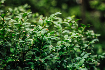 green leaves of the subtropical bush