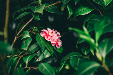 Common camellia, Japanese camellia. Camellia japonica