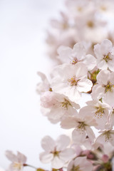 Beautiful cherry blossom in spring time