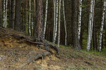 Beautiful landscape of springtime  nature with  mix forest in slope and green glade,  Plana mountain, Bulgaria  